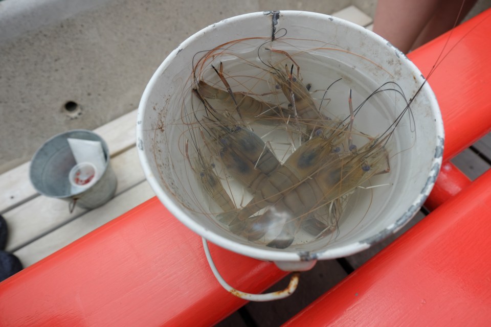 Caught prawns