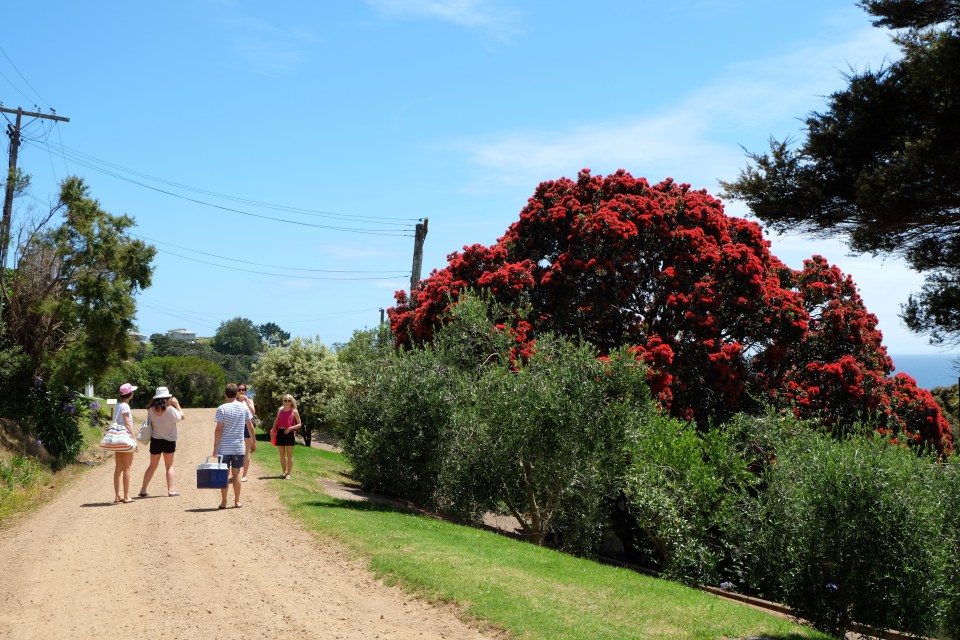 Stroll to the beach, Waiheke