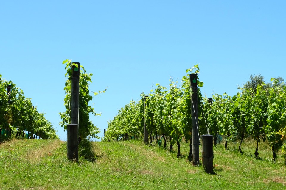 Grape vines, Waiheke