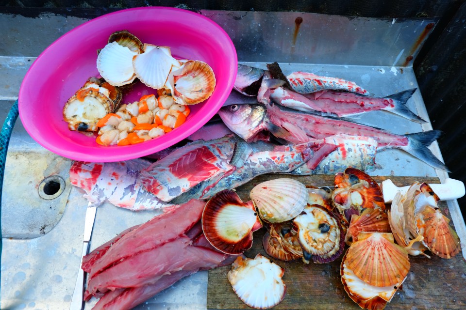 Kahawai and scallops